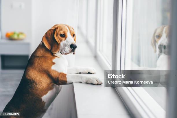 Sad Dog Waiting Alone At Home Stock Photo - Download Image Now - Dog, Loneliness, Domestic Life