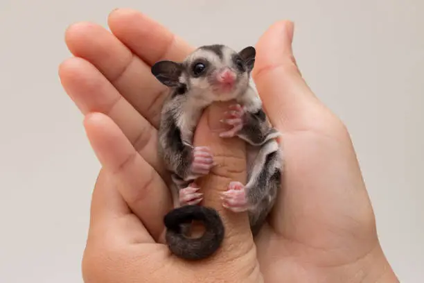 Tiny sugar glider on my hand shoot close up and indoor on white background