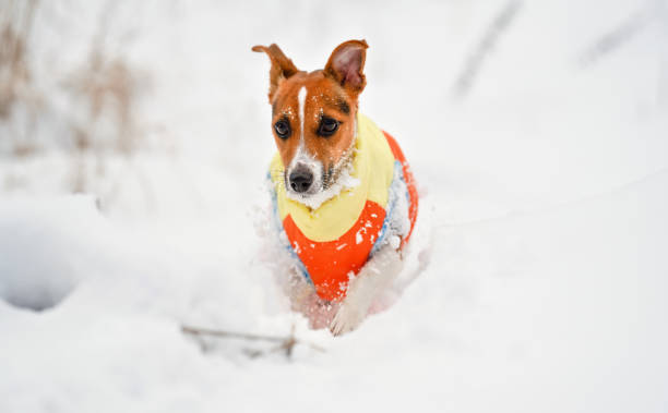 istock Jack Russell terrier walking in deep snow covered field towards camera, wearing winter warm clothes 1308061205