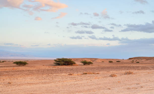 small bushes growing in desert like landscape, sunset clouds in distance - typical scenery in southern part of israel near jordan border - travel jordan israel sand imagens e fotografias de stock