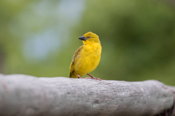 istock African Golden Weaver 1308062279