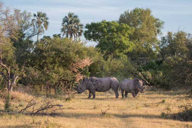 istock Pair of White Rhinos 1308062389