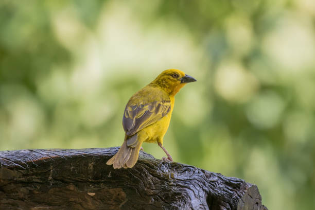 A masked weaver with water in the background