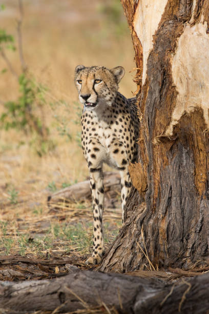 istock Cheetah in the Okavango Delta 1308062405