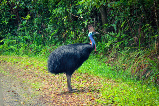 casuario meridionale - beak bird blue cassowary foto e immagini stock