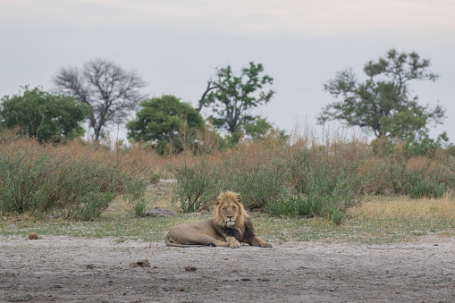 A male lion resting by a dry puddle in Botswana's Okavango Delta.
