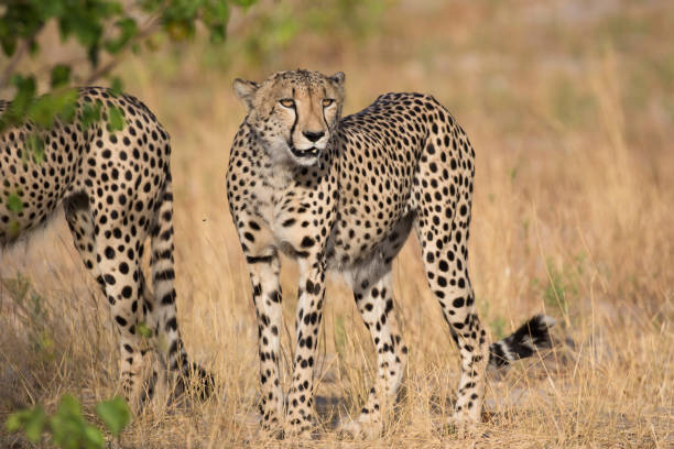 istock Cheetah in the Okavango Delta 1308062447