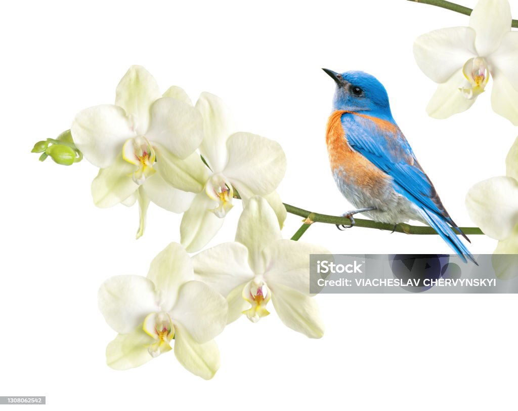 Bluebird Orchid on white background Western Bluebird (Sialia mexicana) sits on a branch of a blooming orchid (Phalaenopsis). Floral greeting card Flower Stock Photo