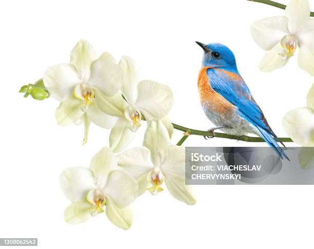Bluebird Orchid On White Background Stock Photo - Download Image Now - Flower, Bird, June
