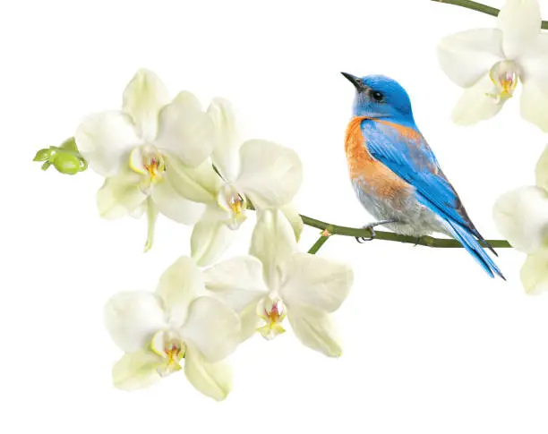 Western Bluebird (Sialia mexicana) sits on a branch of a blooming orchid (Phalaenopsis). Floral greeting card