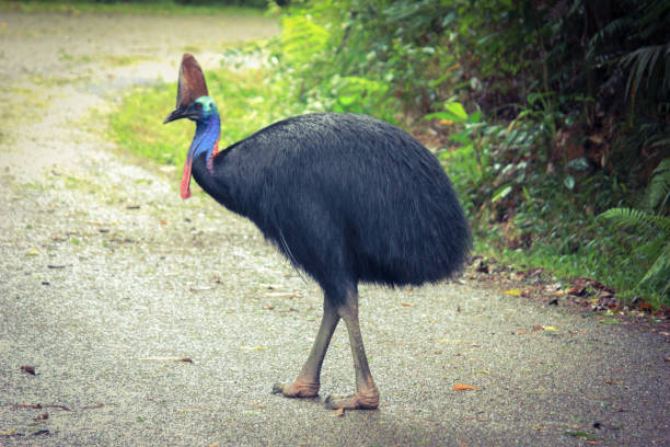 casuario meridionale - beak bird blue cassowary foto e immagini stock
