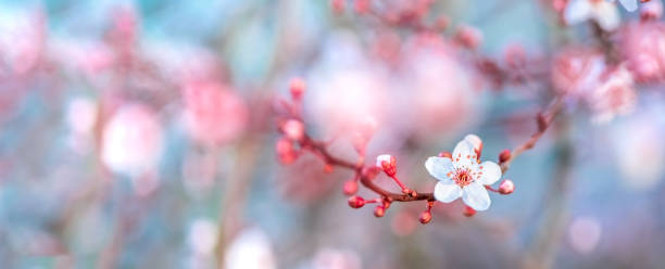 istock Blossoming tree branch in spring with colorful blurred background 1308062572