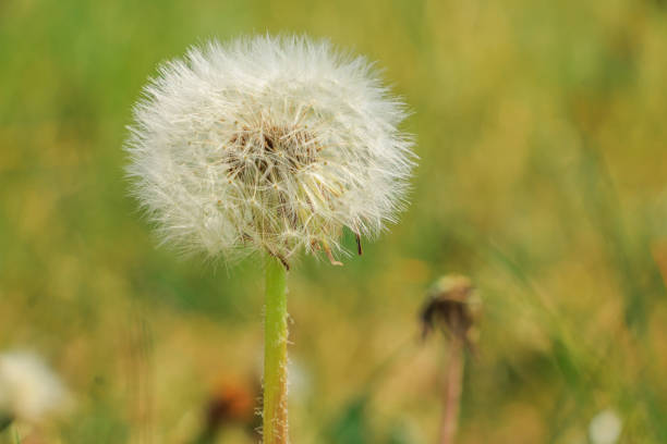 Selective focus close up of a dandelion seed head clock growing in a garden in Hexham, North East England.