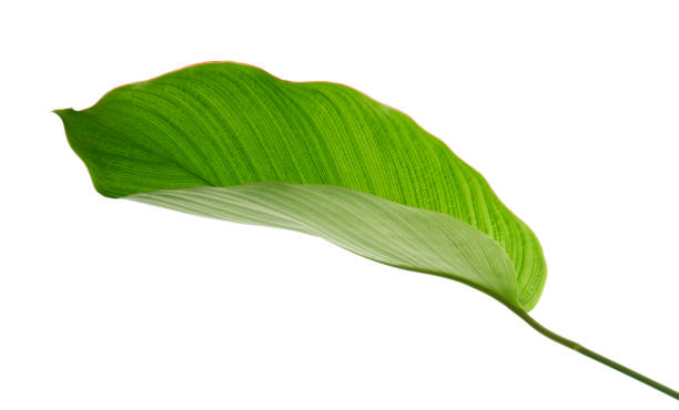 istock Calathea foliage, Exotic tropical leaf, Large green leaf, isolated on white background with clipping path 1308064354