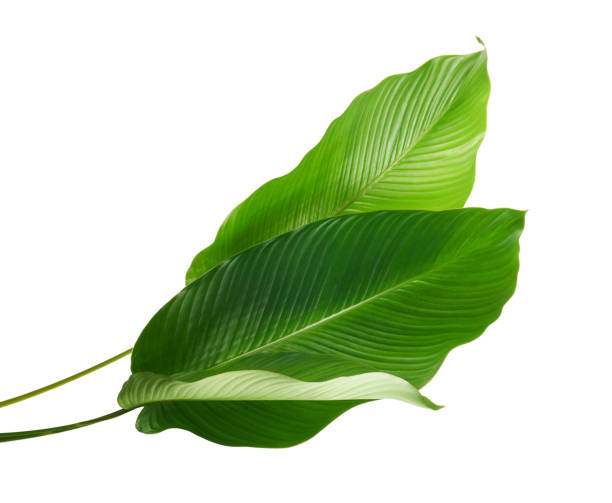 istock Calathea foliage, Exotic tropical leaf, Large green leaf, isolated on white background with clipping path 1308064362