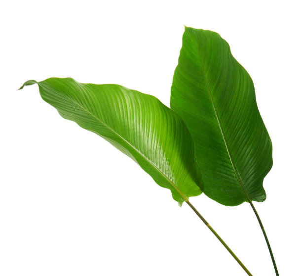 istock Calathea foliage, Exotic tropical leaf, Large green leaf, isolated on white background with clipping path 1308064494