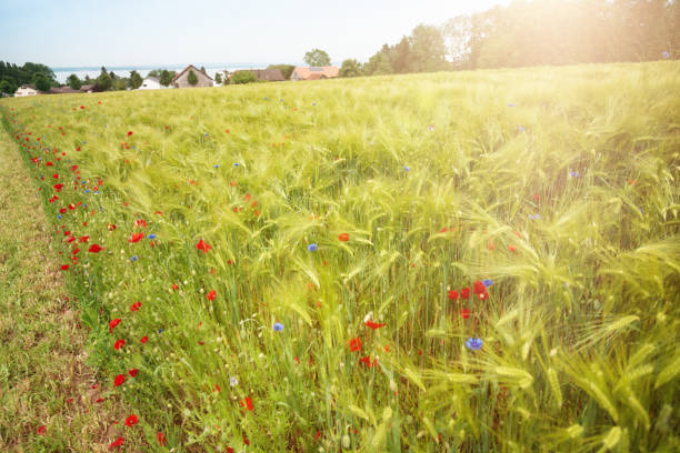 biodiversidade e agricultura responsável na suíça - thurgau - fotografias e filmes do acervo