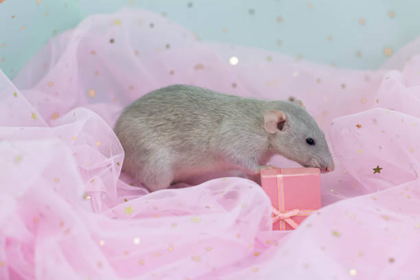 eine kleine niedliche graue dekorative ratte sitzt zwischen falten aus rosa licht und luftigem stoff mit pailletten. öffnen einer geschenkbox mit einem bogen. ein lustiges tier. nagetier nahaufnahme. - flitter mouse stock-fotos und bilder