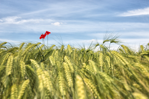 single poppy flower in cornfield