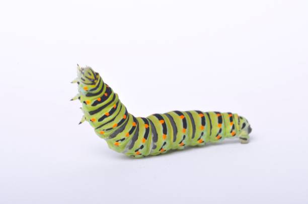 istock Swallowtail caterpillar on a white backgroung 1308066384