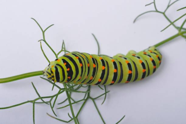 istock Swallowtail caterpillar on a white backgroung 1308066389