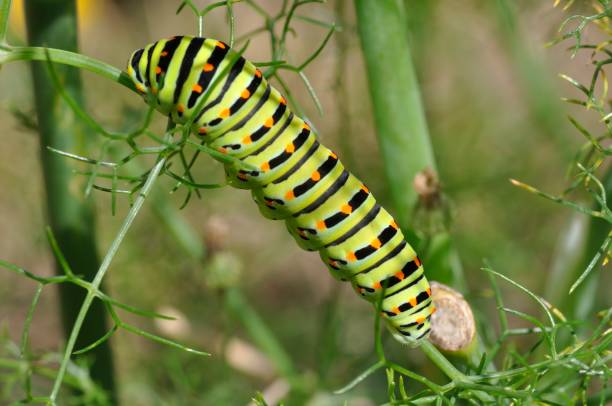 istock Swallowtail caterpillar on a fennel plant 1308066429