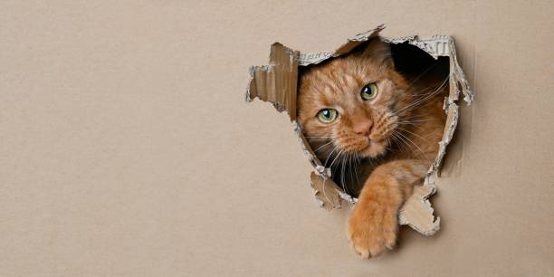 istock Funny ginger cat sitting in a cardboard box and looking curious through a hole. Panoramic image with copy space. 1308066644