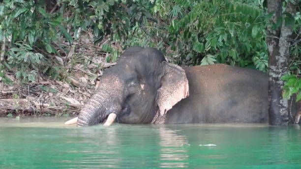 istock kao sok national park thailand 1308067741