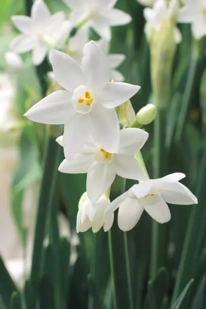 close up narcissus . Narcissus White. spring flowers. Narcissus Paperwhite Ziva blooms in the garden. springtime background. beautiful small narcissus macro photo. flower garden in spring.