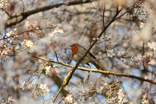 Single Robin singing in blossom tree UK springtime