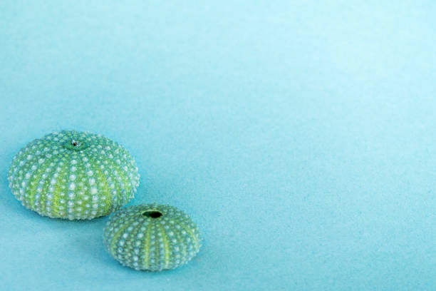 due colori verdi vedono i gusci dei ricci su uno sfondo blu. scatto in studio - green sea urchin immagine foto e immagini stock