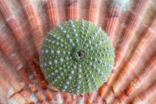 Green coloured see urchin lying on a pink coloured shell