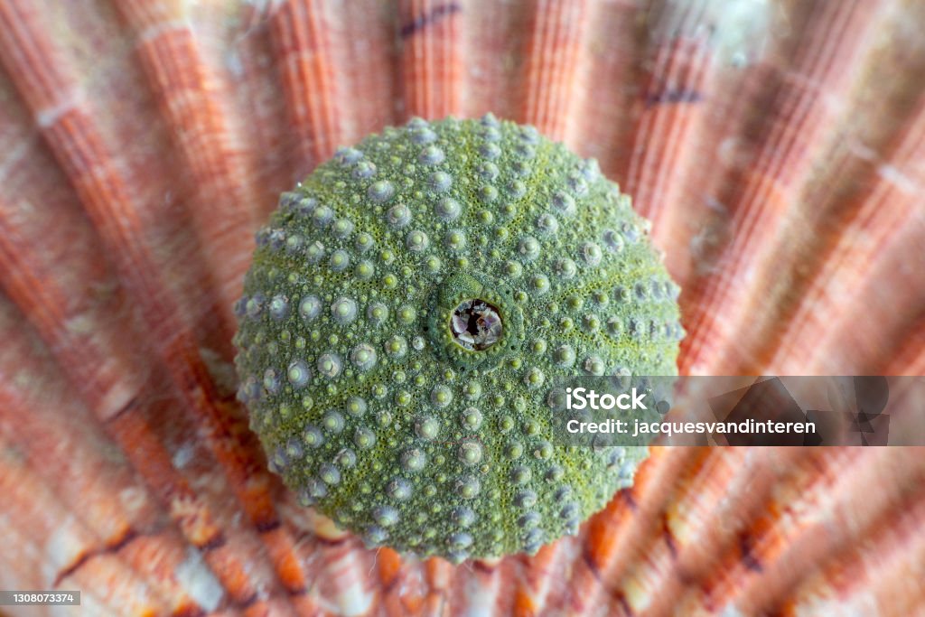 Green coloured see urchin lying on a pink coloured shell Animal Shell Stock Photo