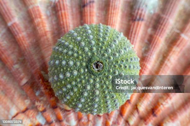 Green Coloured See Urchin Lying On A Pink Coloured Shell Stock Photo - Download Image Now
