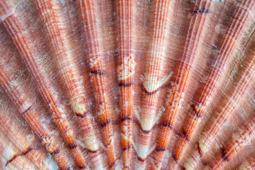 Seashell background. Lots of different seashells piled together. Seashells collection. Closeup view of many different seashells as texture and background for design.