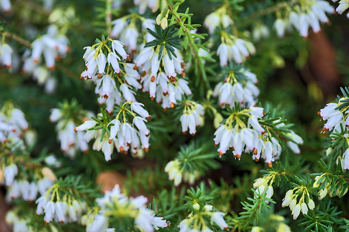 Beautiful spring background of Mediterranean White Heath flowers (Erica arborea) with green needle-like foliage growing and blooming in late winter and early spring, Dublin, Ireland