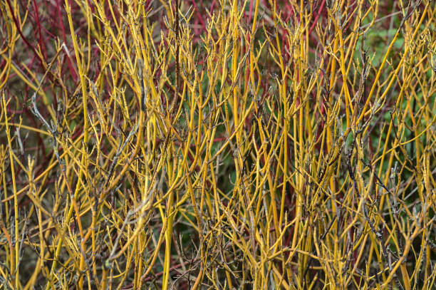 Early spring view of yellow and red stems of Tatarian Dogwood and Golden-Twig Dogwood with colorful and distinctive twigs in winter, Dublin, Ireland stock photo