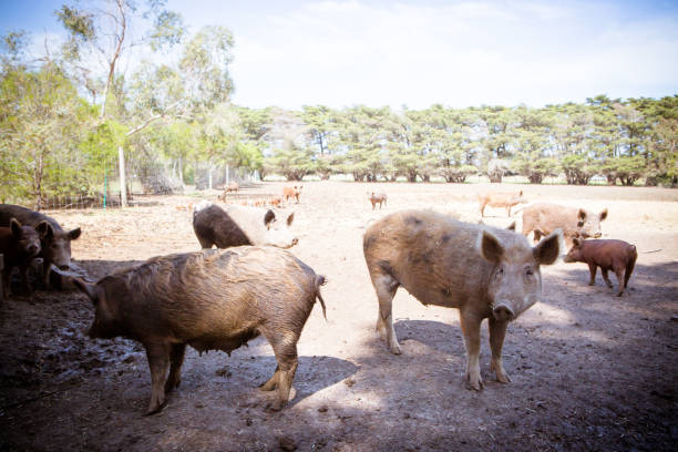 istock Pigs on a Farm in Australia 1308077348