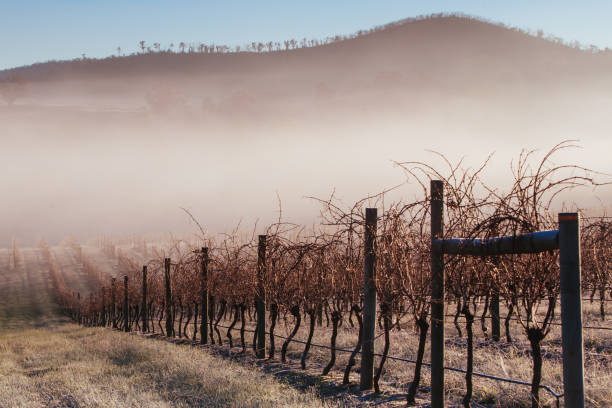 istock Winter Vines in Yarra Valley Australia 1308077361