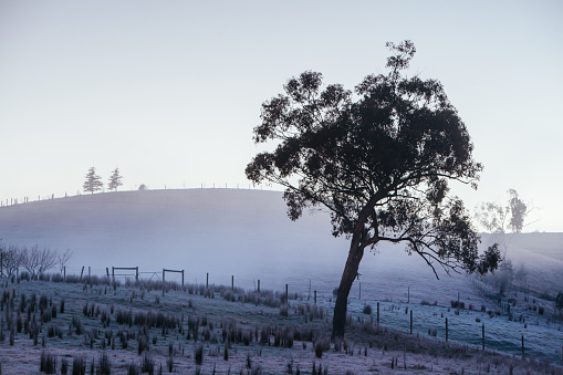 The sun rises on a cold winter's morning in the Yarra Valley, Victoria, Australia