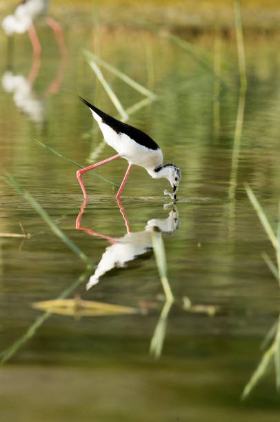 istock Black-winged Stilt fishing 1308077454