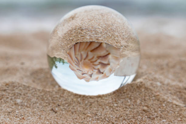 Reflection of a seashell (Busycon contrarium) on the sand through a lens ball