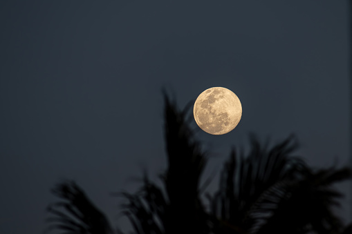 Palm trees, moon and blue sky background, California, United States.