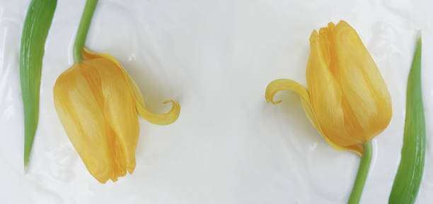 istock flower tulip cream cosmetic background 1308078742