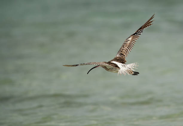 istock Eurasian curlew flying away 1308078830
