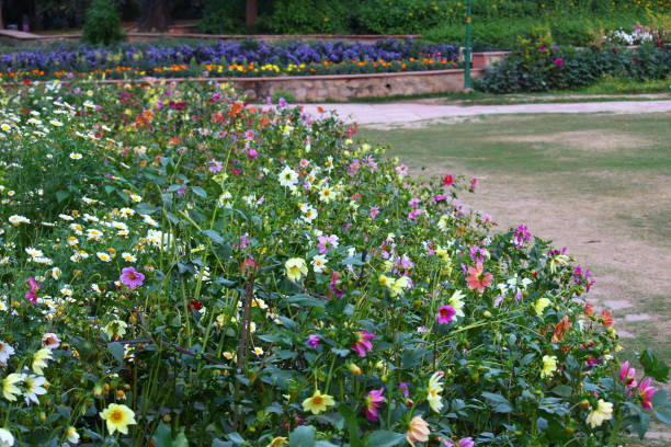 istock Colorful spring flowers in Lodi Gardens 1308079980