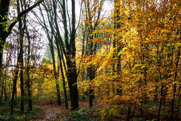 Photo of Autumn forest view with the sun shining through the trees