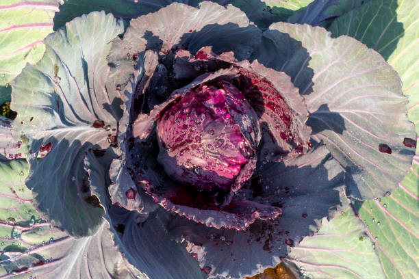 istock Close up of red cabbage growing (Brassica oleracea) 1308081019