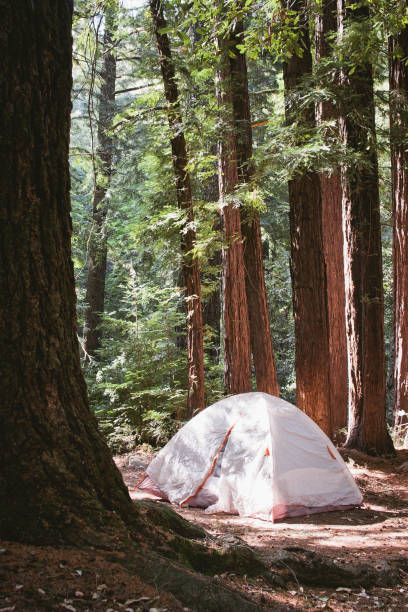 istock Campground in Big Basin Redwoods State Park 1308081252
