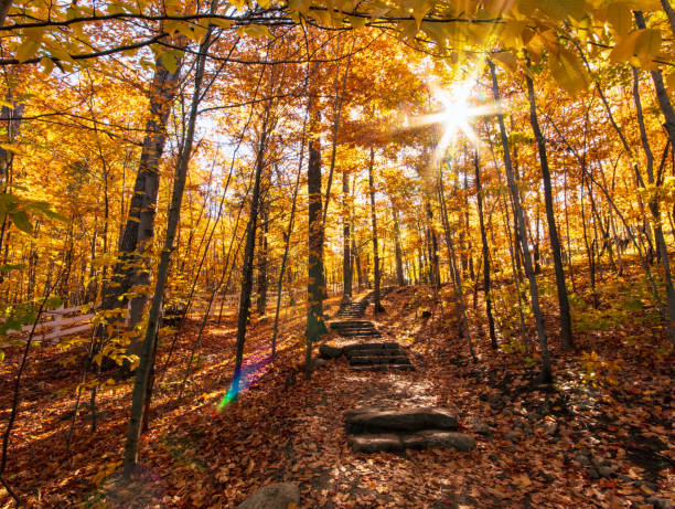 istock Fall Colour in Gatineau Park 1308082171